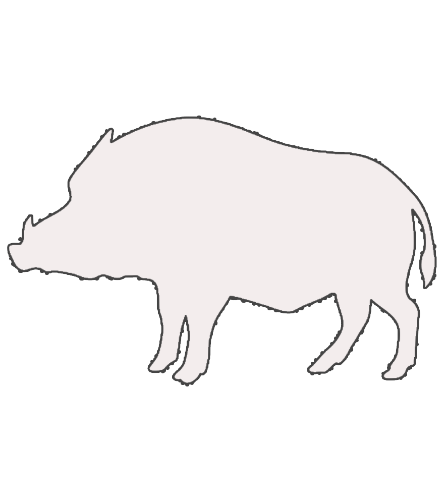 Wild boar