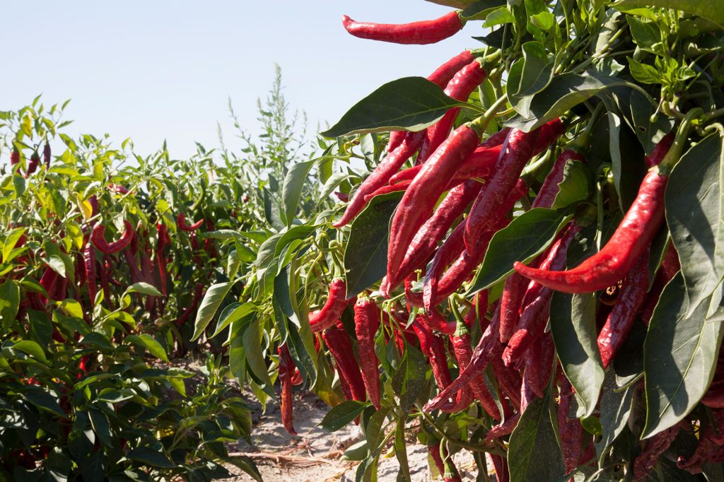 Paprika fields