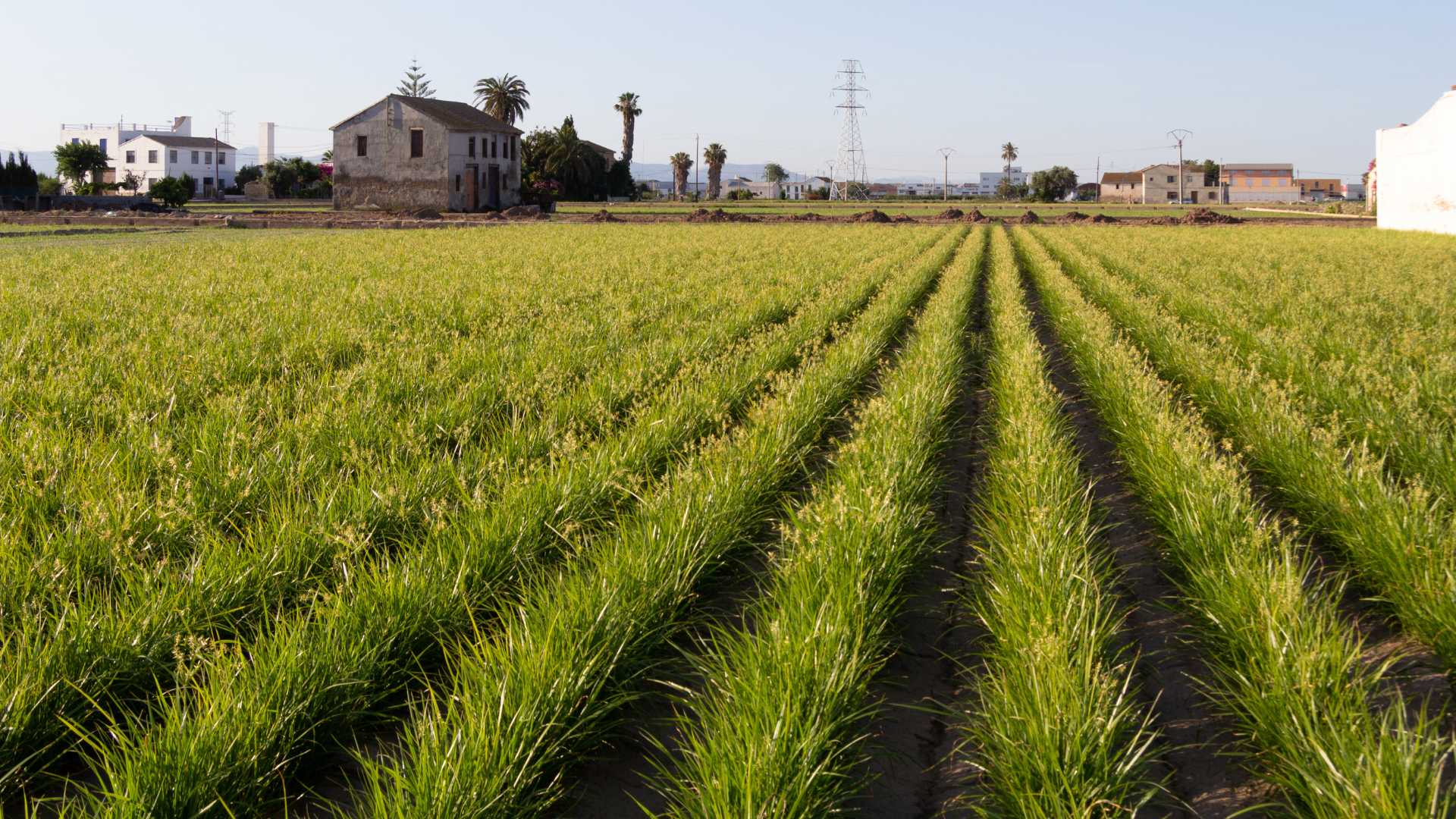 Chufa fields in Alboraya, Valencia