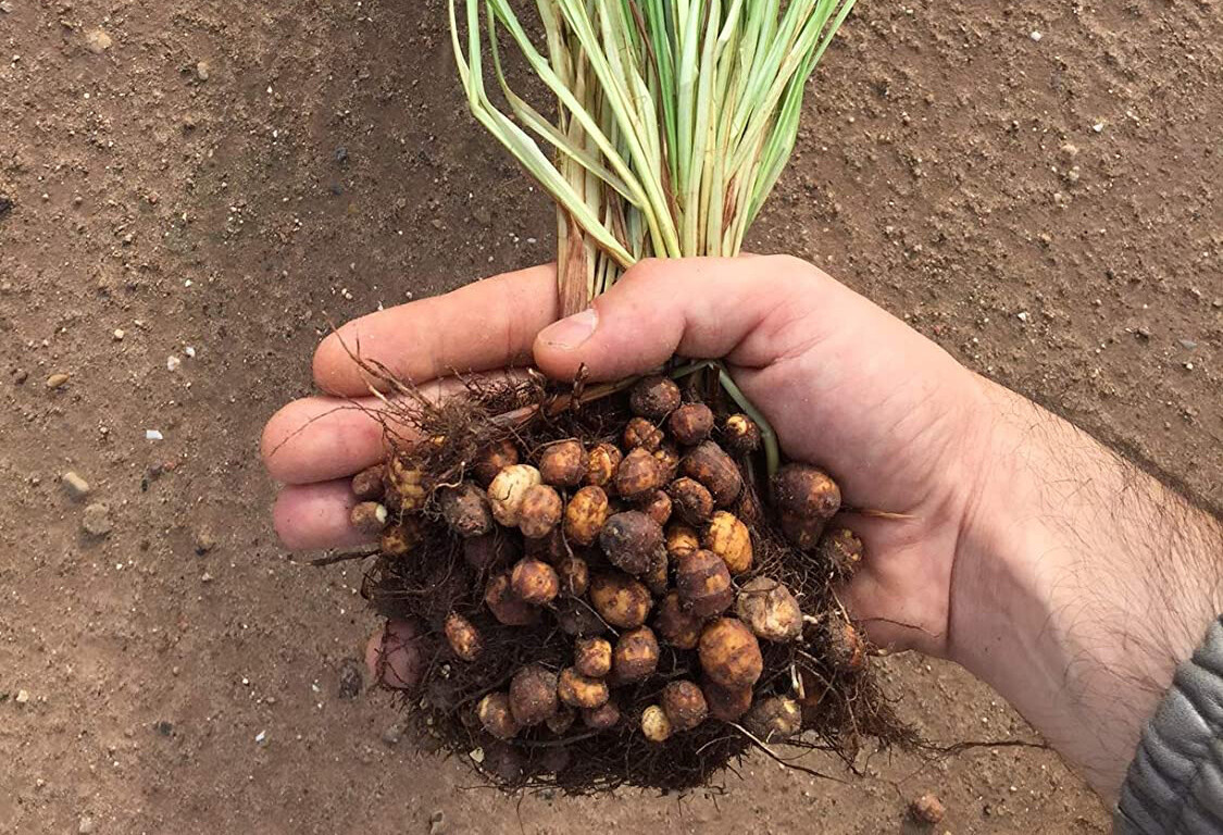Chufa - tiger nuts